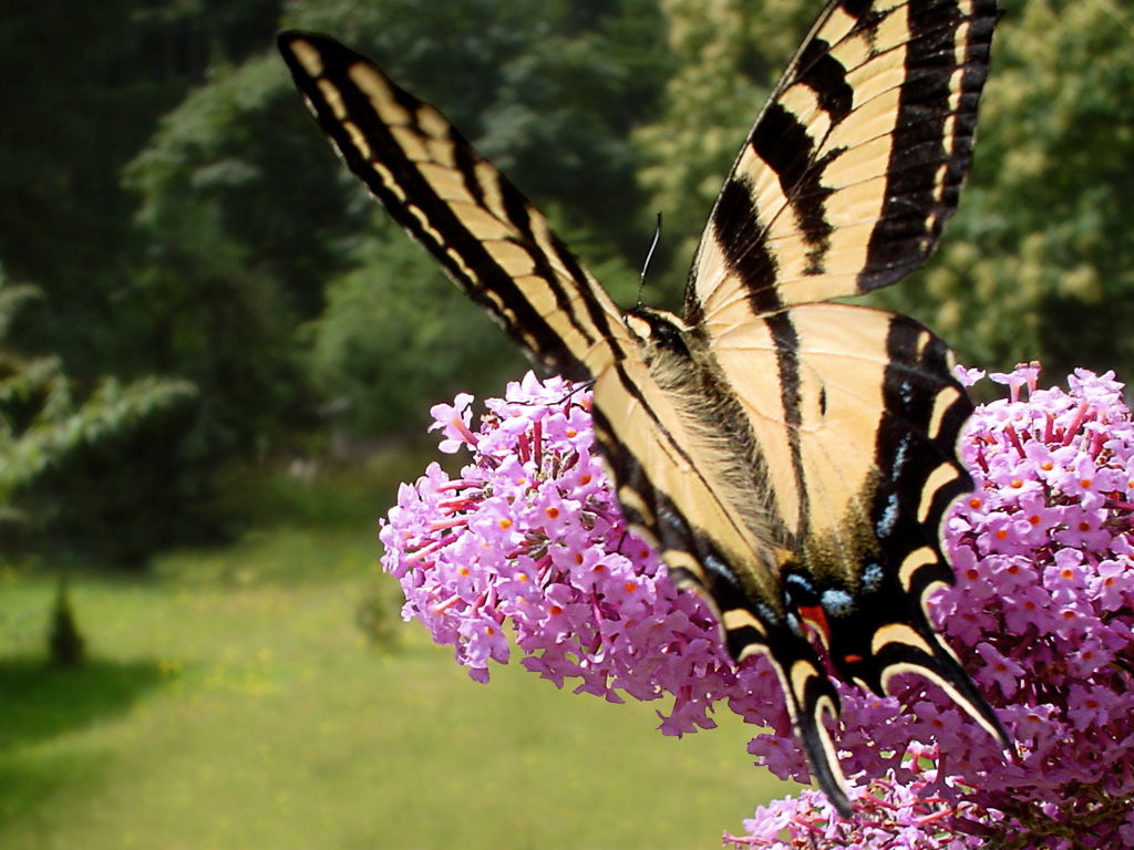 Thumbnail image for ~//images//Butterfly.jpg