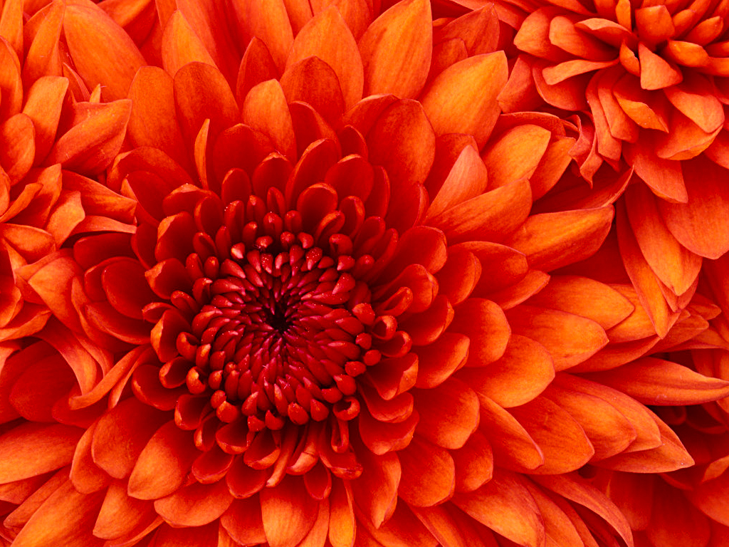 Thumbnail image for ~//images//Chrysanthemum.jpg