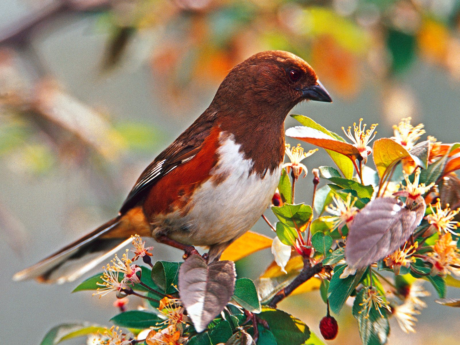 Thumbnail image for ~//images//Female_Rufous-sided_Towhee.jpg
