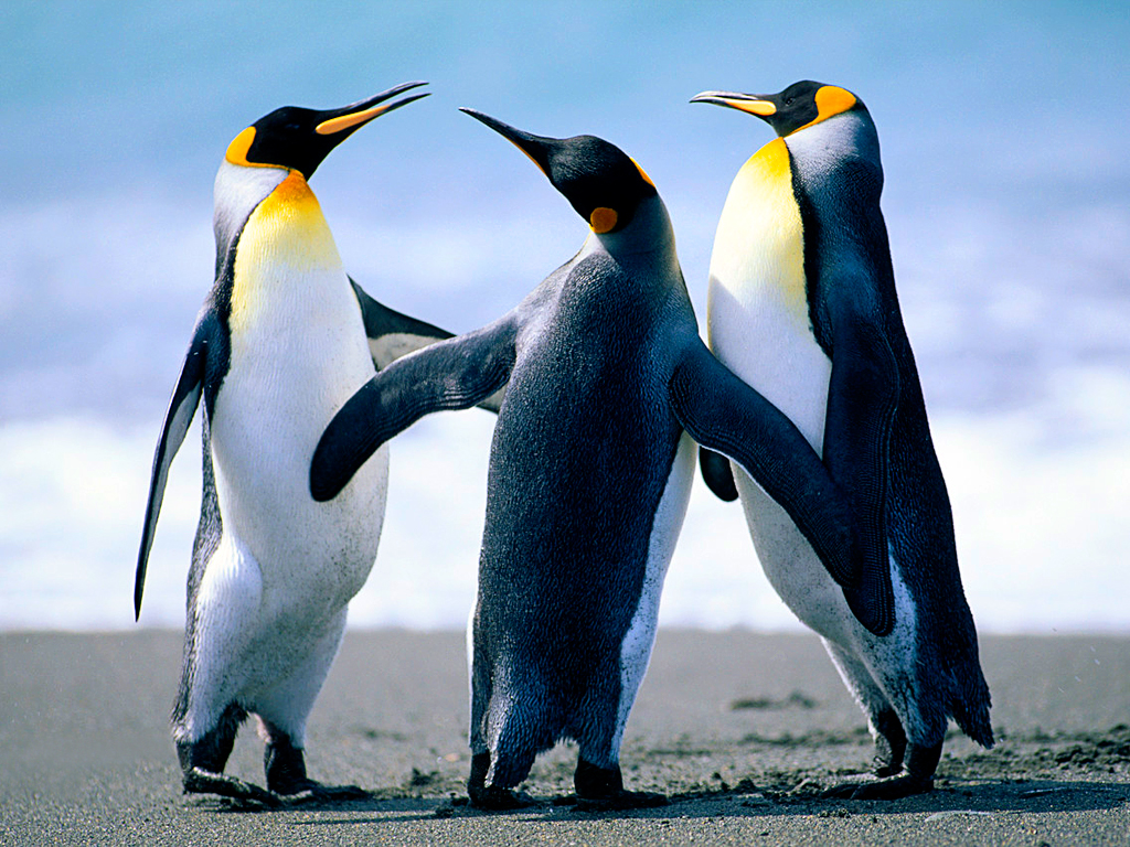 Thumbnail image for ~//images//Penguins.jpg