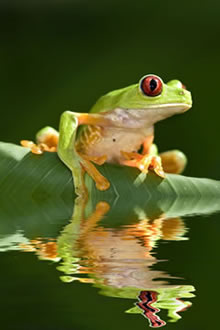 Thumbnail image for ~//images//frog.jpg